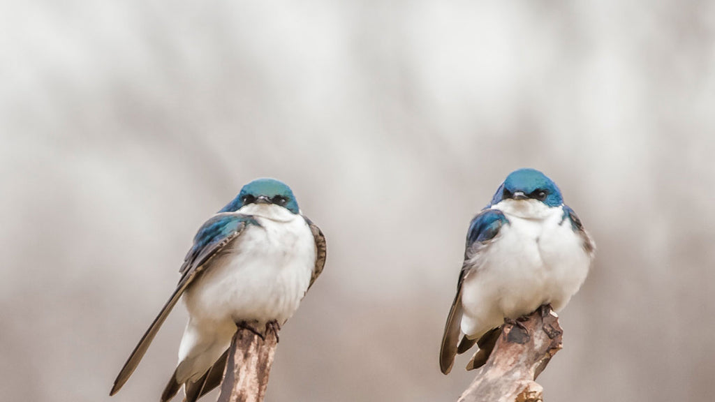 Full Spectrum Bird and Reptile Lighting