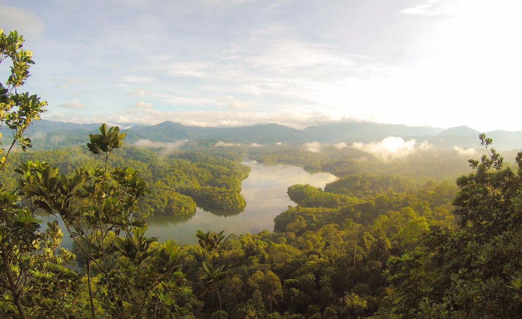 natural light over lush forest